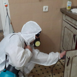 Дезинфекция от муравьев в квартире в Первоуральске